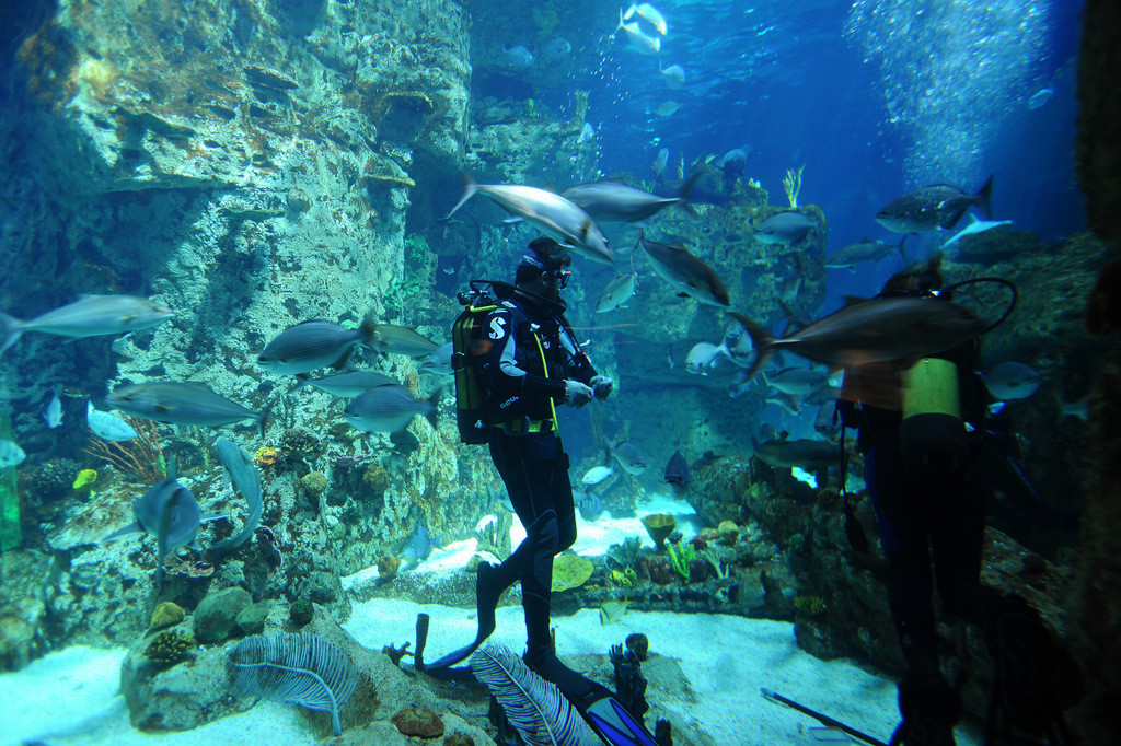 Diving in Istanbul Aquarium